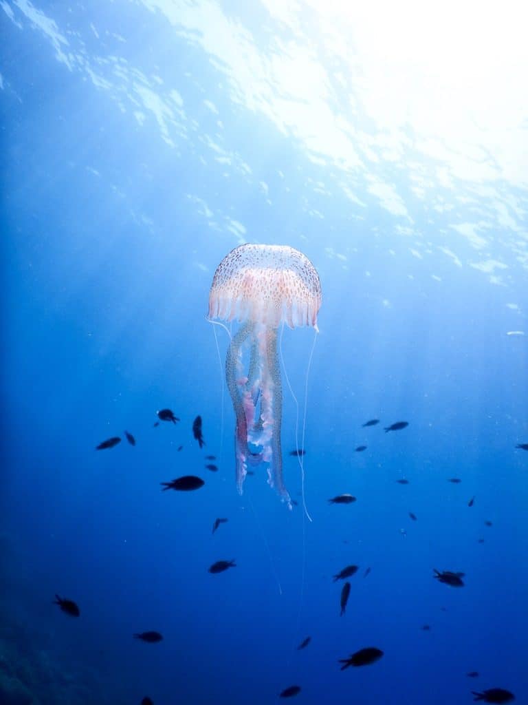 White Jellyfish Under Water