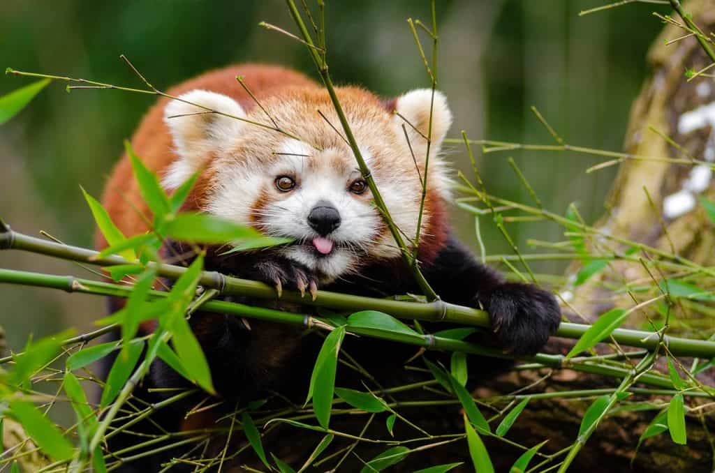 red panda, bamboo, tongue out