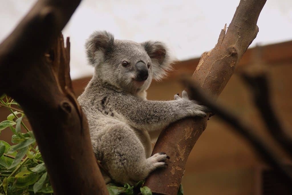 koala, marsupial, animal