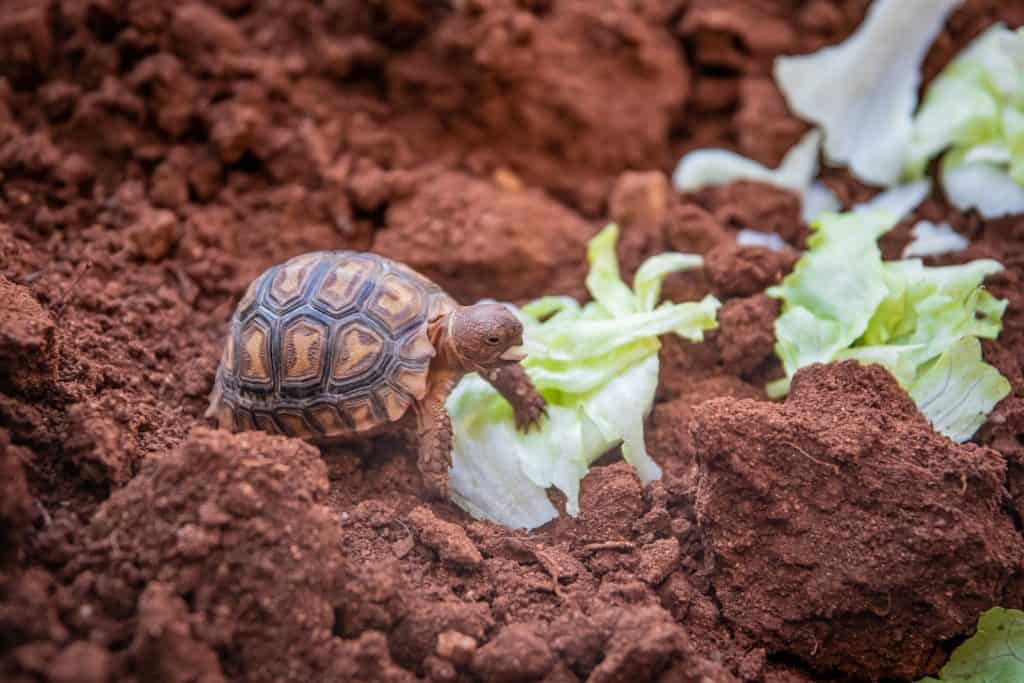 Photo Of Small Turtle On Soil