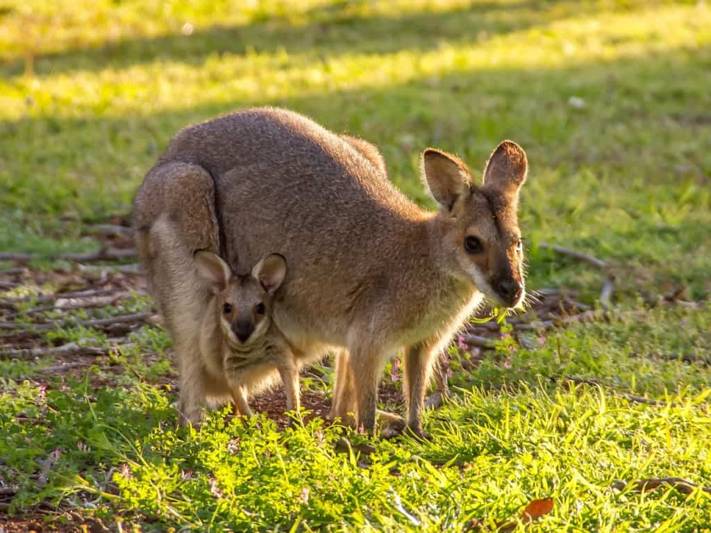 wallabies, kangaroo, rednecked wallaby