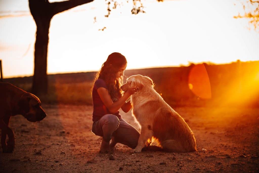 Young woman petting Golden Retriever dog in open air at sunset