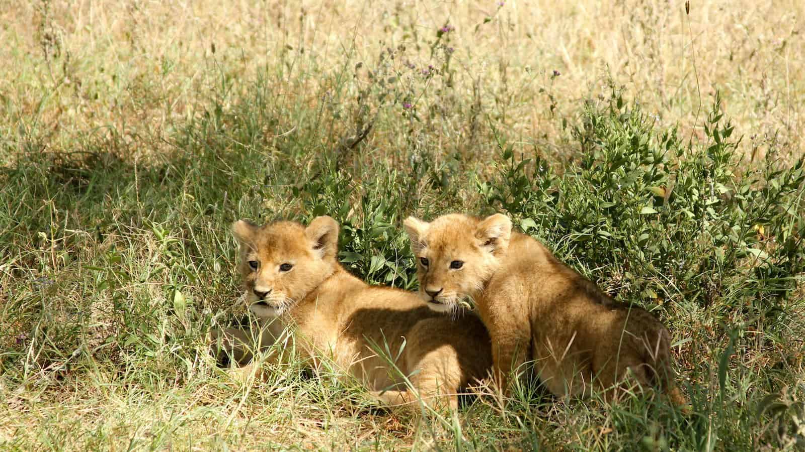 25 animaux adorables qui vous feront fondre two brown lion cubs on grasses