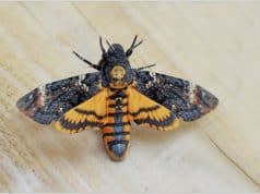 Les 9 Insectes les Plus Étranges du Monde