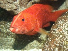 9 espèces animales qui peuvent changer de sexe miniatus grouper, grouper, ocean