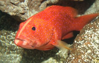 9 espèces animales qui peuvent changer de sexe miniatus grouper, grouper, ocean