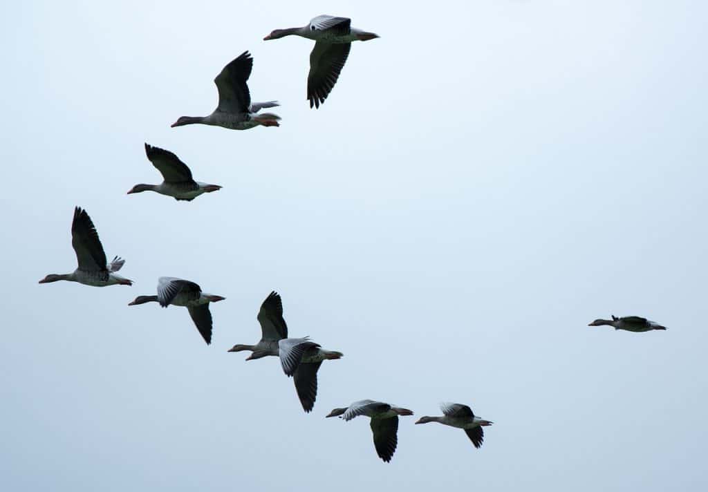 formation, migratory birds, geese